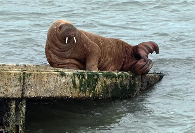 Western Telegraph: An artic walrus named Wally came to Pembrokeshire. Photo Gareth Davies Photography