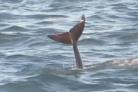 WATCH: Incredible common dolphin superpod  & Risso's off the Pembrokeshire coast