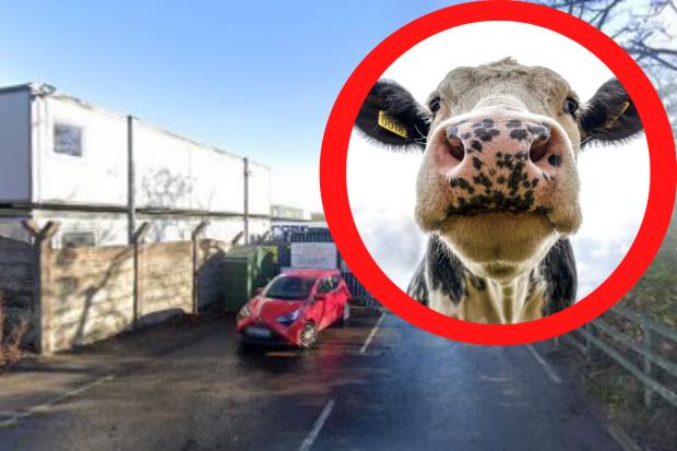 The cow was agitated and aggressive and deemed to be a danger to the public. Main picture: Google Maps, insert Jan Koetsier/ Pexels
