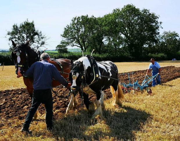 Western Telegraph: Equine powered plough at Camrose vintage working day. Picture: Maria Perkins