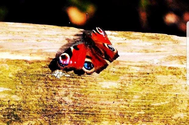 Western Telegraph: Eyed butterfly. Picture: Donna-Marie Humphries