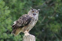 Western Telegraph: Eagle owl. Picture: Sue Brown