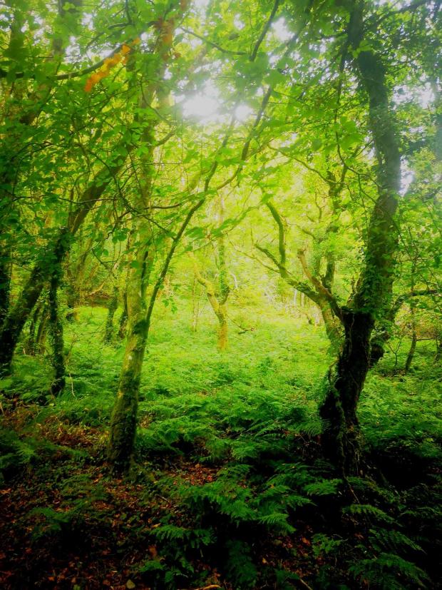 Western Telegraph: Enchanting woodlands. Picture: Laura Hemingway