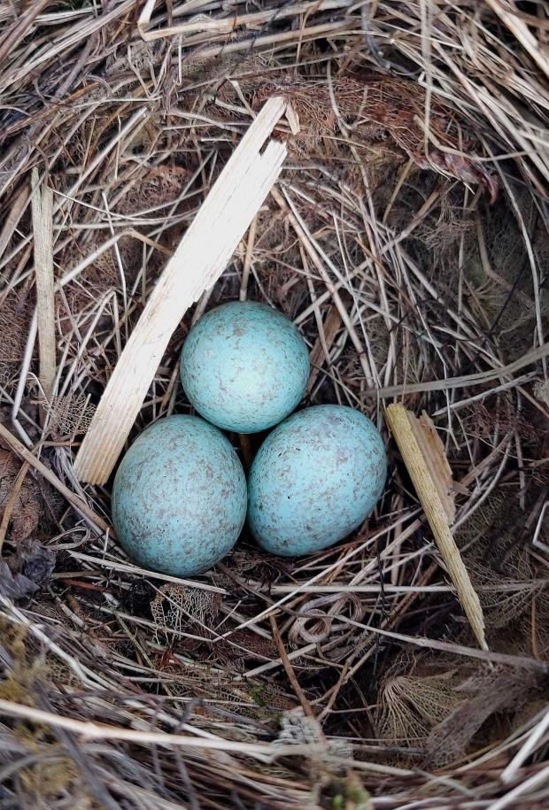 Western Telegraph: Eggs. Picture: Zoe McLuckie