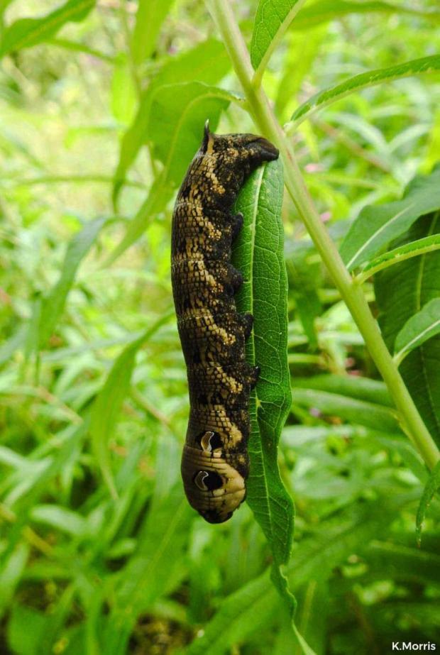 Western Telegraph: Elephant hawk moth caterpillar. Picture: Karen Morris