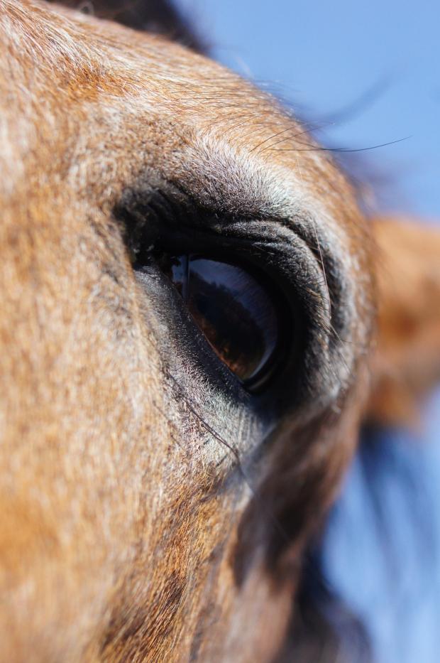 Western Telegraph: Equine eye. Picture: Lile Jehu