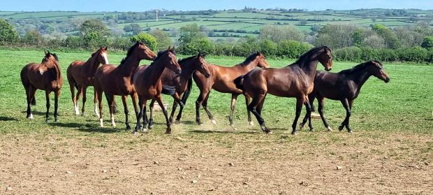 Western Telegraph: Horses. Picture: Val Colella