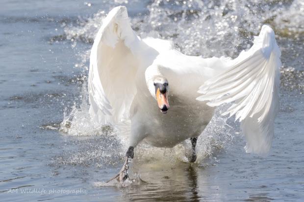 Western Telegraph: Swan. Picture: Alan Merrett