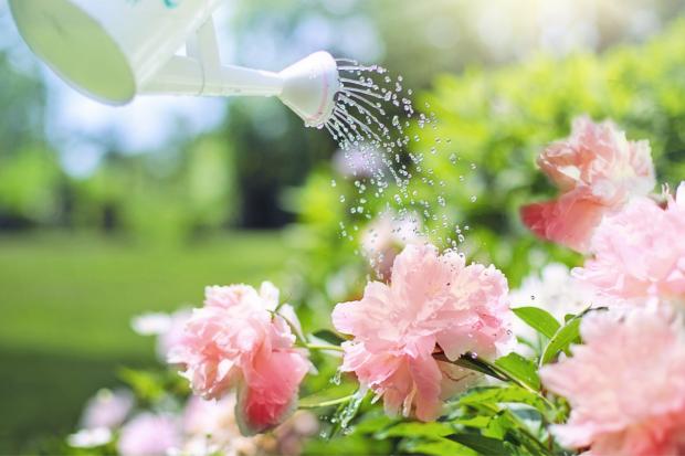 Western Telegraph: A watering can watering some pink flowers. Credit: Canva