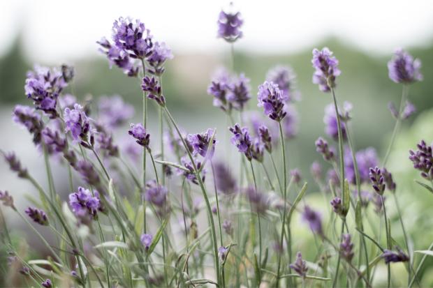 Western Telegraph: Lavender field. Credit: Canva