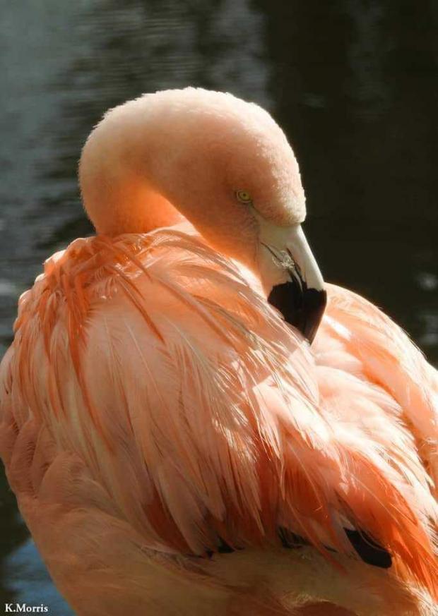 Western Telegraph: Flamingo at Folly Farm. Picture: Karen Morris
