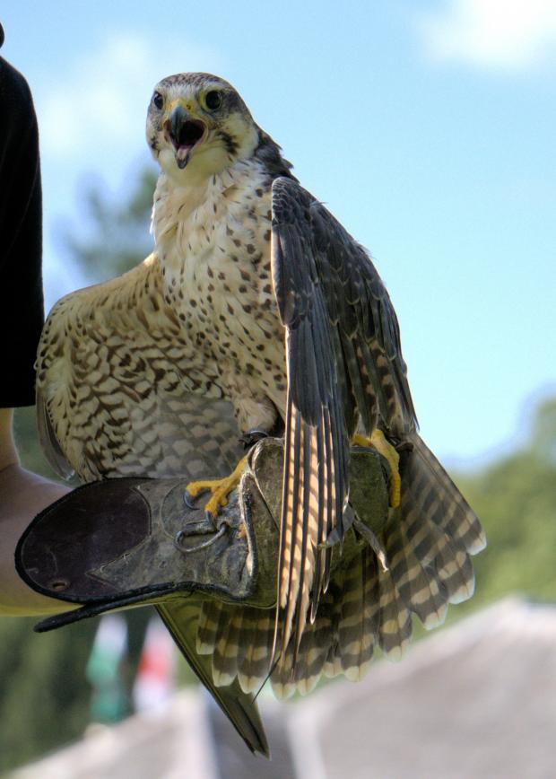 Western Telegraph: Falcon. Picture: Lile Jehu