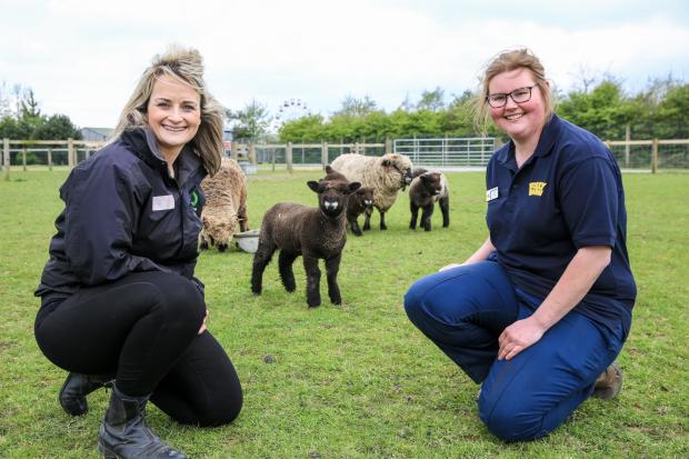 Becky Summons, Farming Connect’s animal health and welfare training manager, and Kim Brickell, co-manager of Folly Farm, Kilgetty, pictured with a group of coloured Ryeland ewes and lambs.