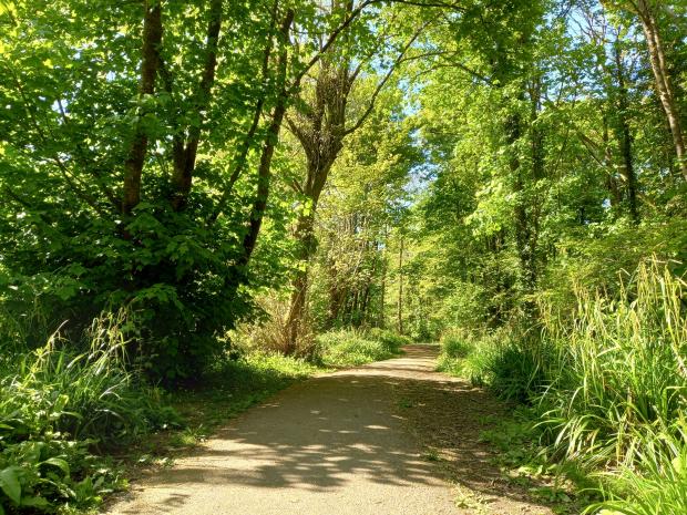 Western Telegraph: A woodland path