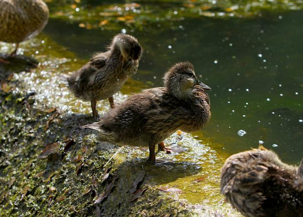 Western Telegraph: Ducklings at Bosherton lily ponds. Picture: Dan Soper
