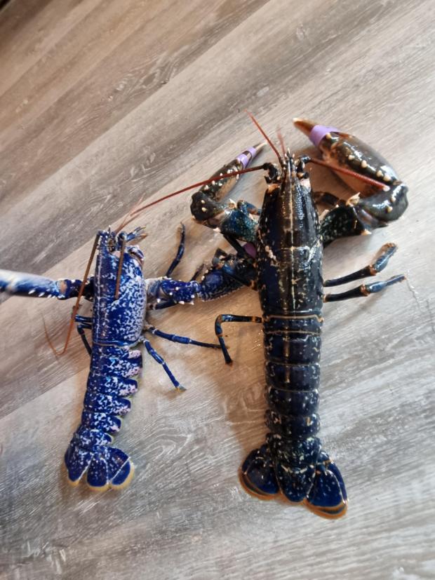 Western Telegraph: The lobster is an eye-catching electric blue colour 