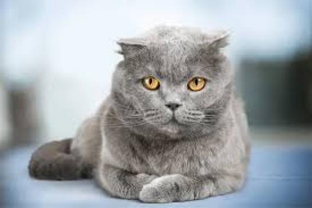 The Blue British Shorthair cat