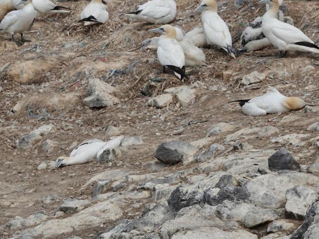 Western Telegraph: The island is home to 36,000 pairs of northern gannets. Picture: RSPB Grassholm