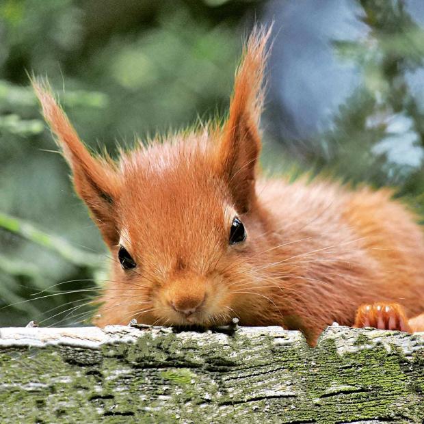 Western Telegraph: Red squirrel. Picture: Marcus Carozzo