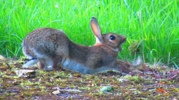 Western Telegraph: Stretching rabbit. Picture: Rachel Thomas