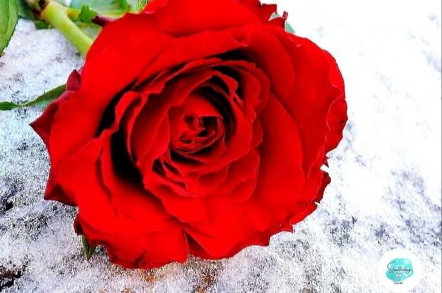 Western Telegraph: Red rose. Picture: Donna-Marie Humphries