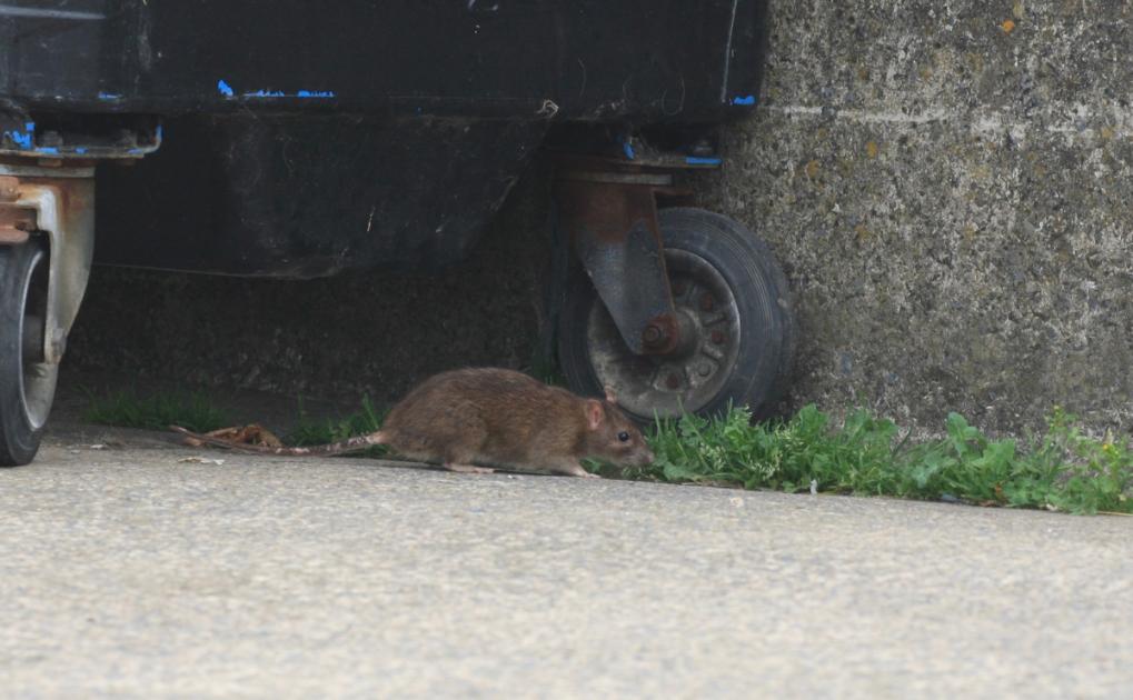 Packs of rats plague popular Aberaeron town centre | Western Telegraph 