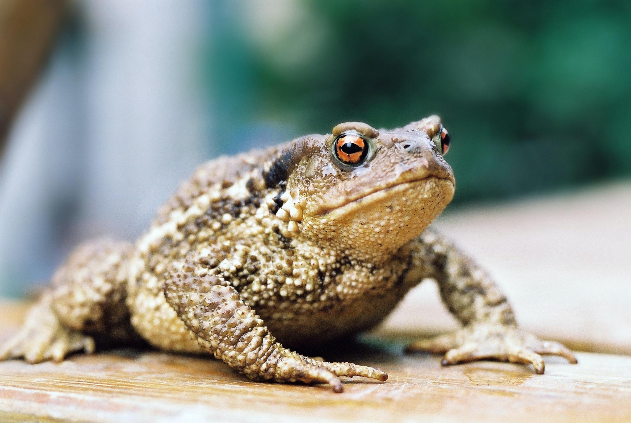 St Davids Bug Farm: Toads at risk of being squashed on A478 - Vimarsana News