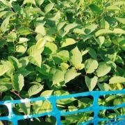 Explosive reports have revealed the extent of Japanese Knotweed in the county
