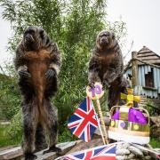 Monkeying around to celebrate the jubilee at Folly Farm. Picture: Joann Randles