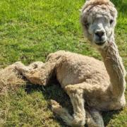 Indie the alpaca was so weak when he first arrived at the farm that it was feared he would not make it through the night