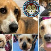Could you give one of these dogs a home?