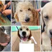 These 5 dogs are looking for forever homes from Many Tears Animal Rescue