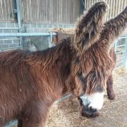 Two rare breed giant donkeys have joined Folly Farm