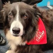 Cariad Pet Therapy has won the ‘Wellbeing in Wales’ award at this year’s Welsh Charity Awards