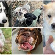 These 6 dogs are looking for forever homes from Many Tears Animal Rescue