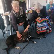 The therapy hounds bought joy to Solva's Friday Club