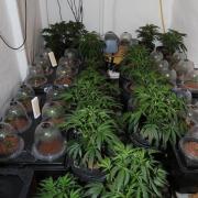 Part of the industrial scale cannabis farm near Whitland. Picture: Dyfed-Powys Police