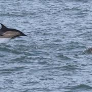 Dolphins feeding at the mouth of Fishguard Harbour. Picture: Sea Trust/ Lloyd Nelmes