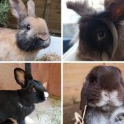 All these rabbits need adopting from Nibbles Rabbit and Rodent Rescue.