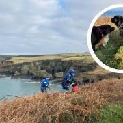 Fishguard and St Davids coastguards, along with Fishguard and Goodwick Lifeboat, were involved in rescuing the dog from cliffs at Aber Bach.