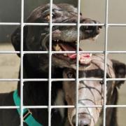 RSPCA welfare experts fear greyhounds are needlessly placed at serious risk of painful injuries and death when competing in organised greyhound racing.
