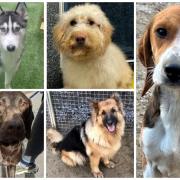 These five dogs are looking for forever homes at Many Tears Animal Rescue