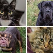 This lovely lot at Greenacres Animal Rescue are all looking for their forever homes. Picture: Greenacres Animal Rescue