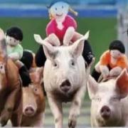 The piggy parade will be hot to trot on Saturday.