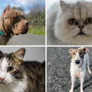 The dogs and cats  at Greeancres Animal Rescue in in need of forever homes this week