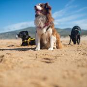 Three dog-friendly beaches in Wales, including two in Pembrokeshire, have been named among the best in the UK.
