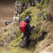 An RSPCA rescuer makes his way to the stranded sheep.