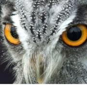 See magnificent birds of prey at Laugharne Castle this weekend.