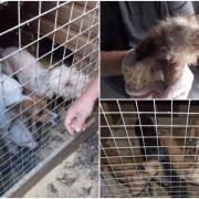 The RSPCA discovered an Ammanford man had been causing unnecessary suffering to dogs.