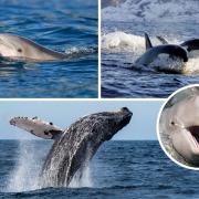 Dolphins are regularly spotted off the Wales coastline, but did you know you can also see whales, orcas and sharks (if you're lucky)